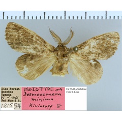 /filer/webapps/moths/media/images/M/minima_Desmeocraera_HT_NMB.jpg