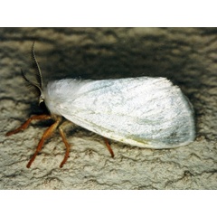/filer/webapps/moths/media/images/F/flavicapilla_Homoeomeria_A_Roland.jpg