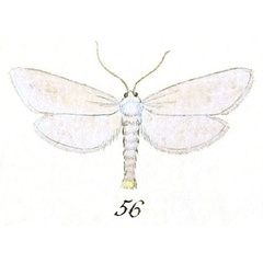 /filer/webapps/moths/media/images/P/phantasmatella_Tinea_ST_Hubner_8-56.jpg