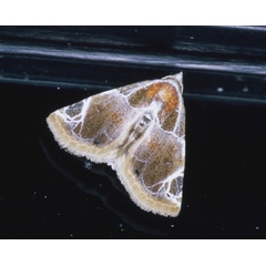 /filer/webapps/moths/media/images/C/costimacula_Eublemma_A_Roland_01.jpg