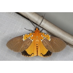 /filer/webapps/moths/media/images/S/speciosa_Asota_A_Heyns_01_mrjJiVj.JPG