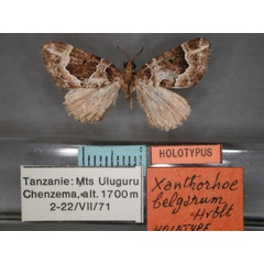 /filer/webapps/moths/media/images/B/belgarum_Xanthorhoe_HT_RMCA_01.jpg