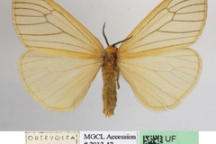Stilpnaroma venosa