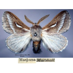 /filer/webapps/moths/media/images/M/marshalli_Chilena_HT_SNHMa.jpg
