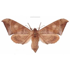 /filer/webapps/moths/media/images/C/contraria_Andriasa_AF_EMEM_04.jpg