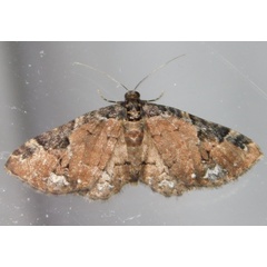 /filer/webapps/moths/media/images/U/ustiplaga_Melanthia_A_Grobler.jpg