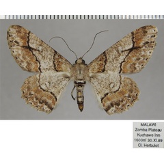 /filer/webapps/moths/media/images/B/betularia_Cleora_AF_ZSM_01.jpg