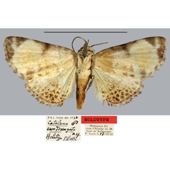 /filer/webapps/moths/media/images/S/sandrangato_Catalana_HT_MNHN.jpg