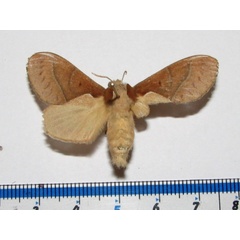 /filer/webapps/moths/media/images/B/bakeri_Streblote_A_Goff_01_t0KItHs.jpg