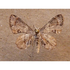 /filer/webapps/moths/media/images/I/inconspicua_Epiplema_A_Butler.jpg