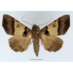 /filer/webapps/moths/media/images/T/trispila_Serrodes_AF_Basquin_02.jpg