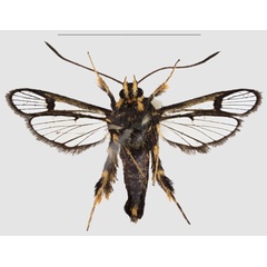 /filer/webapps/moths/media/images/N/nimbaensis_Crinipus_HT_SMNSb.jpg
