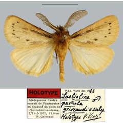 /filer/webapps/moths/media/images/G/griveaudi_Laeliolina_HT_MNHN.jpg