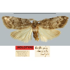 /filer/webapps/moths/media/images/I/incerta_Viettesia_HT_MNHN.jpg