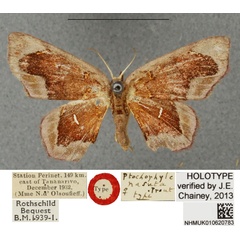 /filer/webapps/moths/media/images/N/nasuta_Chrysocraspeda_HT_BMNHa.jpg