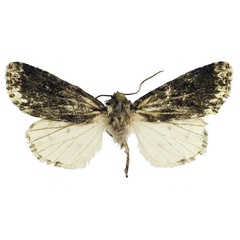 /filer/webapps/moths/media/images/B/beckroberti_Berionycta_HT_Behounek.jpg