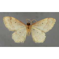 /filer/webapps/moths/media/images/H/hardenbergi_Idaea_A_ZSM_02.jpg