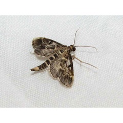 /filer/webapps/moths/media/images/F/fovealis_Duponchelia_A_Goff_02.jpg