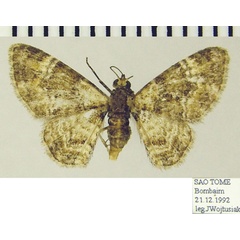 /filer/webapps/moths/media/images/C/consobrina_Mesocolpia_AF_ZSMa.jpg