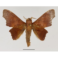 /filer/webapps/moths/media/images/D/dentata_Stenophatna_AM_Basquin.jpg