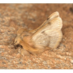 /filer/webapps/moths/media/images/C/Chondrostegoides_jamaka_lat-29_853627_lon17_777938_29k4_2015-03-29.jpg