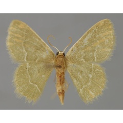 /filer/webapps/moths/media/images/A/afflictaria_Chlorissa_A_ZSM_01.jpg