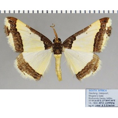 /filer/webapps/moths/media/images/B/batesii_Ligdia_AM_ZSMa.jpg