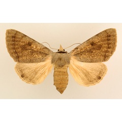 /filer/webapps/moths/media/images/V/varians_Ctenusa_AF_TMSA_01.jpg