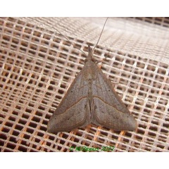 /filer/webapps/moths/media/images/O/obacerralis_Hypena_A_Bippusa.jpg