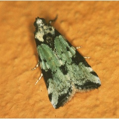 /filer/webapps/moths/media/images/V/viridella_Gaana_A_Roland_01.jpg