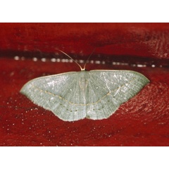 /filer/webapps/moths/media/images/O/observata_Traminda_A_Roland_04.jpg