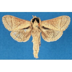 /filer/webapps/moths/media/images/H/hulstaerti_Haberlandia_HT_RMCA_9JvekAs.jpg