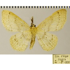 /filer/webapps/moths/media/images/A/algeriaca_Idaea_AM_ZSMa.jpg