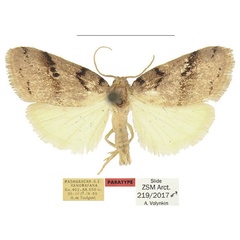 /filer/webapps/moths/media/images/M/malgassica_Spatulosia_PTM_ZSM.jpg