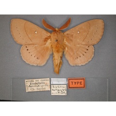 /filer/webapps/moths/media/images/M/multipunctata_Pachypasa_HT_RMCA_01.jpg