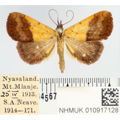 /filer/webapps/moths/media/images/D/duplicalis_Phytometra_AF_BMNH.jpg