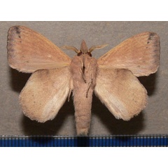 /filer/webapps/moths/media/images/H/humfreyi_Leipoxais_A_Goffb_01.JPG