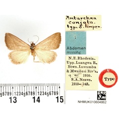 /filer/webapps/moths/media/images/C/coniota_Antarchaea_HT_BMNH.jpg