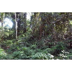 /filer/webapps/moths/media/images/F/falcata_Urodeta_H_RBINS.jpg