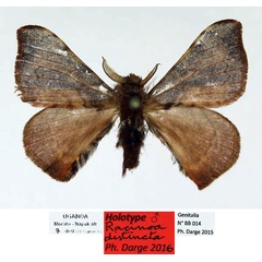 /filer/webapps/moths/media/images/D/distincta_Racinoa_HT_Basquin_xhMfpEA.jpg