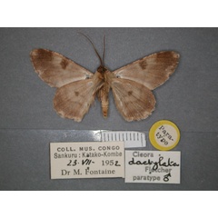 /filer/webapps/moths/media/images/D/dactylata_Cleora_PT_RMCA_02.jpg