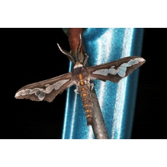 /filer/webapps/moths/media/images/C/caffra_Thyretes_A_Roland_01.jpg