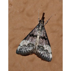 /filer/webapps/moths/media/images/A/albiplaga_Autocharis_A_Roland_01.jpg