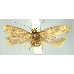 /filer/webapps/moths/media/images/O/ochroxantha_Scrobipalpa_PTF_TMSA_02.jpg