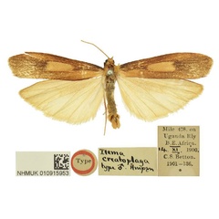 /filer/webapps/moths/media/images/C/creatoplaga_Ilema_HT_BMNH.jpg