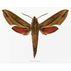 /filer/webapps/moths/media/images/E/eson_Hippotion_AM_Basquin_03a.jpg