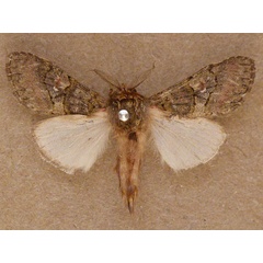 /filer/webapps/moths/media/images/M/mediata_Rhenea_A_Butler.jpg