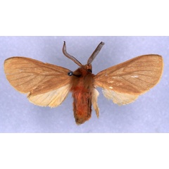 /filer/webapps/moths/media/images/S/subpumila_Metarctia_HT_RMCA_03.jpg