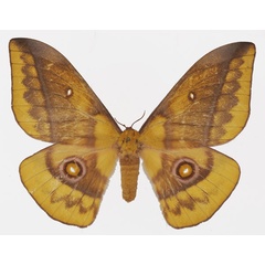 /filer/webapps/moths/media/images/E/emini_Gonimbrasia_AF_Basquin.jpg