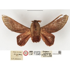 /filer/webapps/moths/media/images/M/madelineae_Pachypasa_HT_NHMUK.jpg